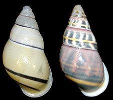Amphidromus rottiensis Chan, Siong and Abbas, 2008
