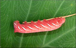 Achemon Sphinx Moth [Eumorpha achemon] Caterpillar