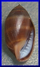 Melampus monilis (12 mm.)