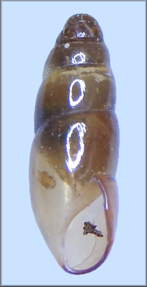 Cochlicopa morseana (Doherty, 1878) Appalachian Pillar