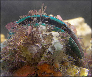 Perna viridis (Linnaeus, 1758) Asian Green Mussel