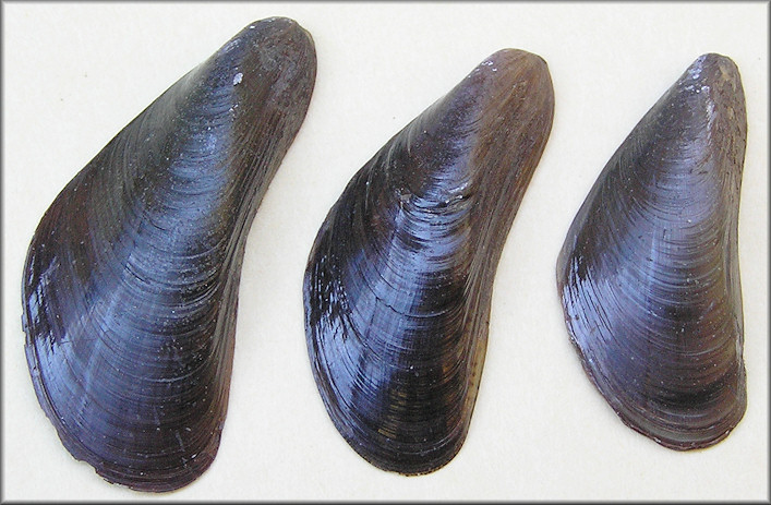 Mytella charruana (d'Orbigny, 1846) Charrua Mussels