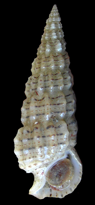 Cerithium muscarum Say, 1832 Flyspeck Cerith