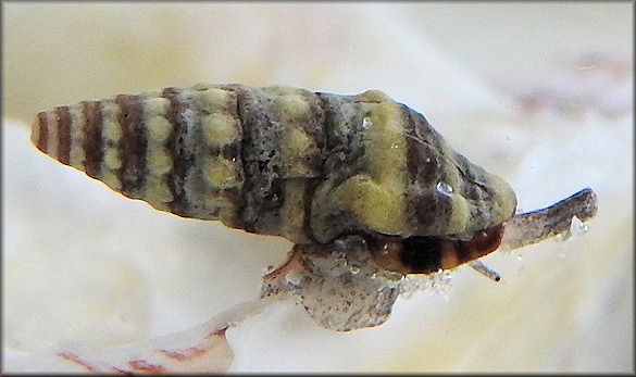 Pilsbryspira monilis (Bartsch and Rehder, 1939)White-collar Drillia
