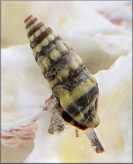 Pilsbryspira monilis (Bartsch and Rehder, 1939)White-collar Drillia
