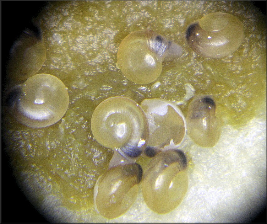 Ventridens eutropis Pilsbry, 1946 Carinate Dome Hatchlings