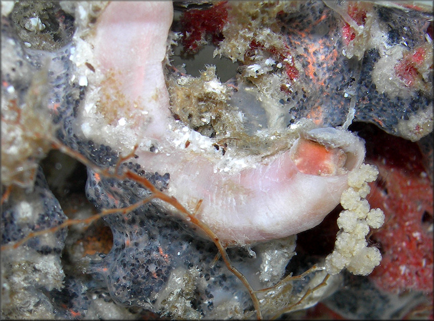 Vermicularia knorrii (Deshayes, 1843) Florida Wormsnail Releasing Eggs