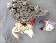 Triplofusus giganteus (Kiener, 1840) Devouring Deceased Stone Crab