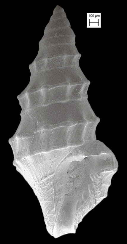 Nannodiella oxytata (Bush, 1885) Banana Dwarf-turris