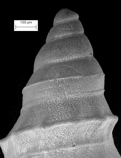 Nannodiella oxytata (Bush, 1885) Banana Dwarf-turris