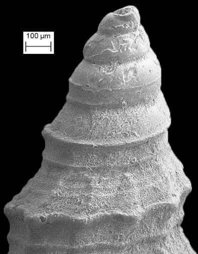 Nannodiella nemorensis (Maury 1910)