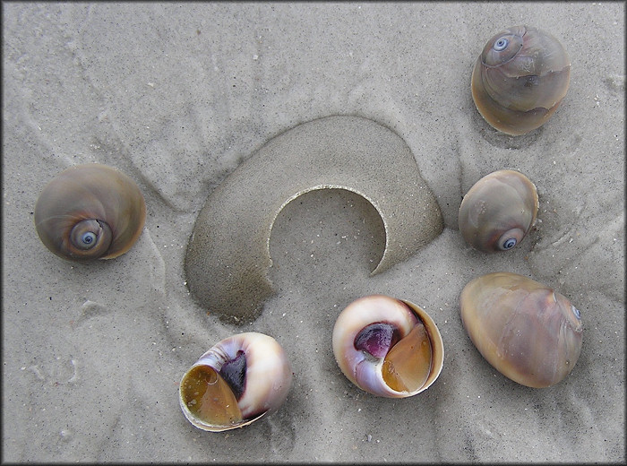 Neverita duplicata Sand Egg Collar Shark Eye (Moon Snail)