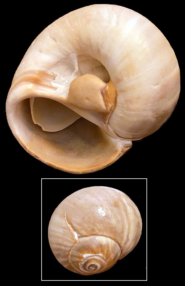 Neverita delessertiana (Rcluz, 1843)