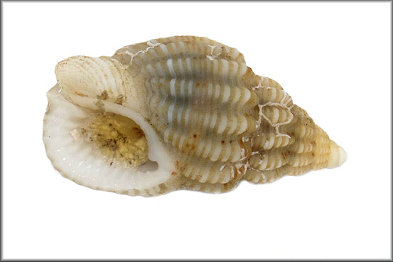 Phrontis alba (Say, 1826) White Nassa