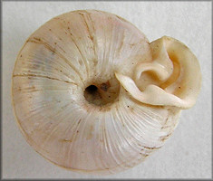 Daedalochila uvulifera (Shuttleworth, 1852