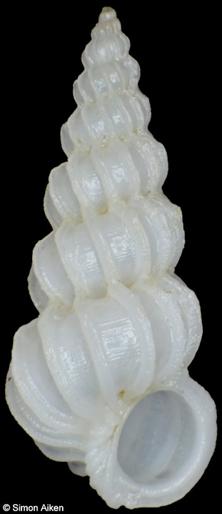 Epitonium cf. obliquum (G. B. Sowerby II, 1844)