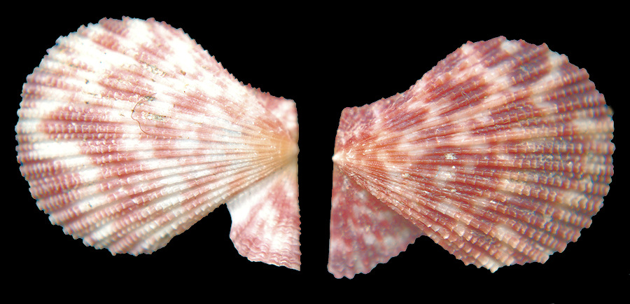 Caribachlamys ornata (Lamarck, 1819) Ornate Scallop