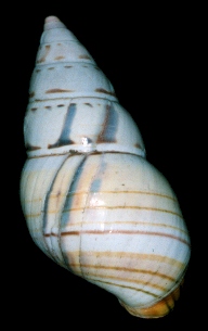 Liguus fasciatus lignumvitae Pilsbry, 1912 Sinistral Specimen