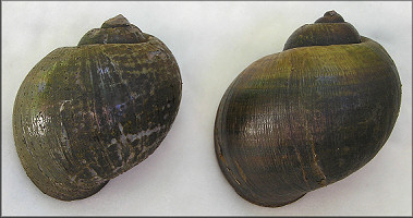 Two specimens from the Pell Road ditch collected on 10/15/2005 - 65 & 74 mm.