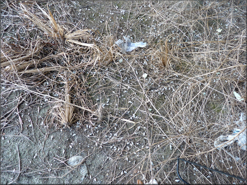 Empty Bulimulus sporadicus (d’Orbigny, 1835) Shells At Deer Street Railroad Tracks (12/15/2014)