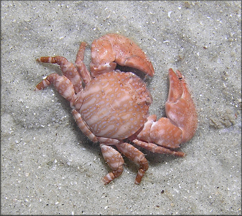 Porcellana sigsbeiana Striped Porcelain Crab (tentative)