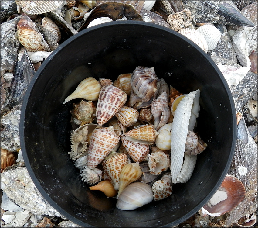 Shells From The Wrack Line, North Kice Island, Collier County, Florida (1/19/2013)