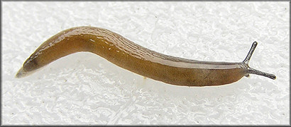 Pallifera dorsalis (A. Binney, 1842) Pale Mantleslug