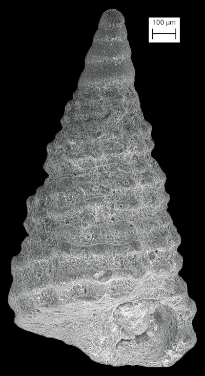 Cerithiopsis parvada Roln, Espinosa, and Fernndez-Garcs, 2007