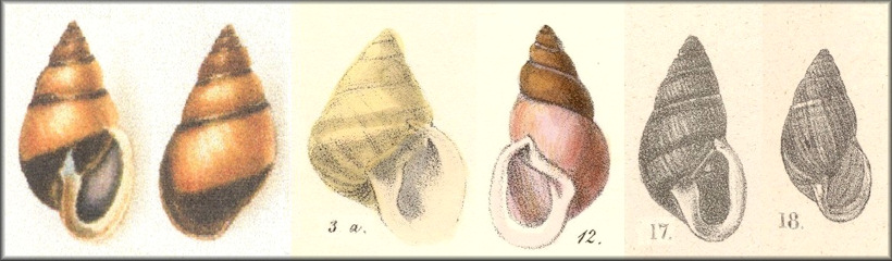 Classic original figures of French Polynesian Partula species.