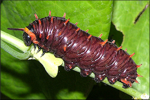 Polydamus Swallowtail Battus polydamus Larva