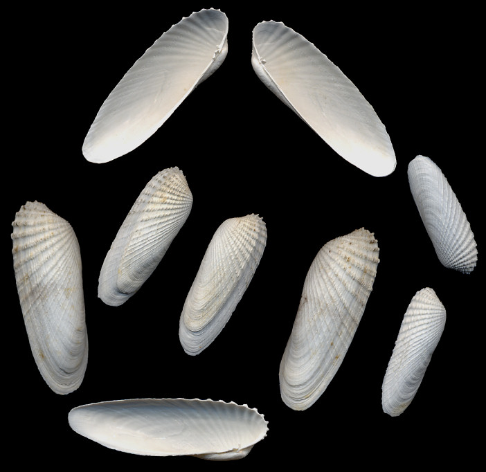 Petricolaria pholadiformis (Lamarck, 1818) False Angelwing