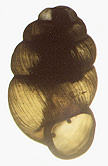 Vertigo modesta microphasma Berry, 1919 (2.0 mm.)
