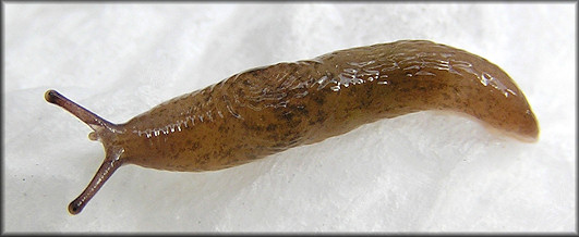 Deroceras laeve (O. F. Mller, 1774) Meadow Slug