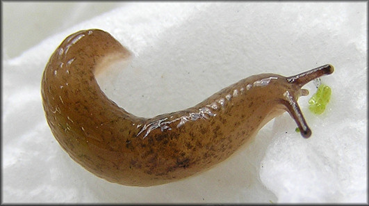 Deroceras laeve (O. F. Mller, 1774) Meadow Slug