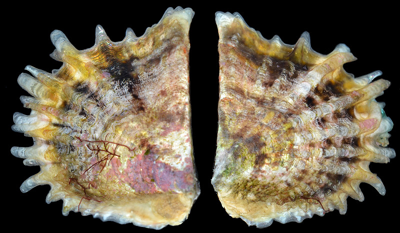Pinctada imbricata imbricata Rding, 1798 Atlantic Pearl-oyster In Situ