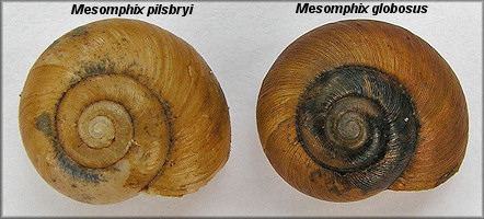 Mesomphix pilsgryi & Mesomphix globosus comparison