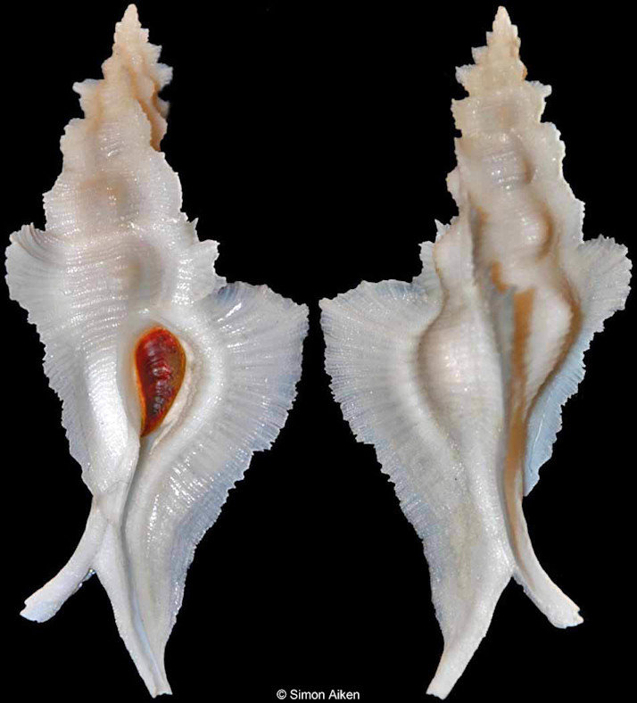 Pterynotus alatus (Rding, 1798)