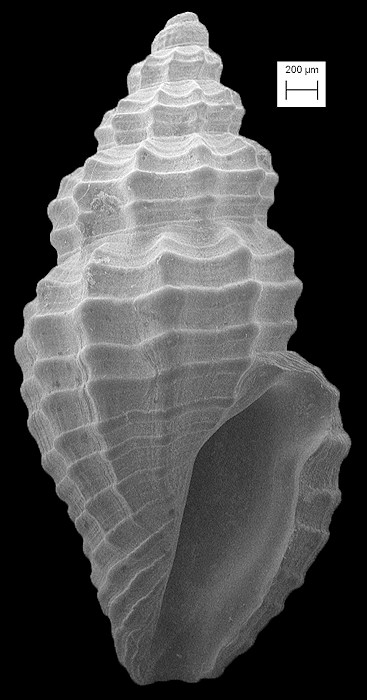 Pyrgocythara plicosa (C.B. Adams, 1850) Plicate Mangelia