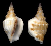Dolomena plicata (Rding, 1798))