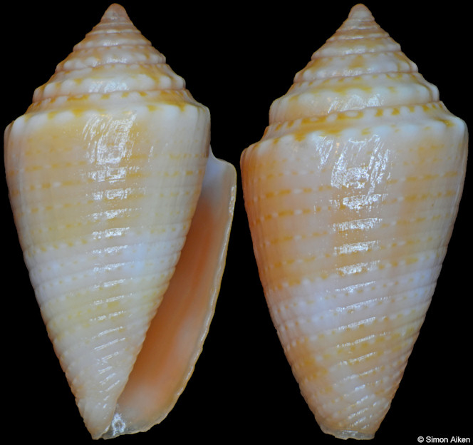 Conus poremskii (Petuch and Myers, 2014)