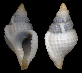Distorsionella lewisi (Beu, 1978) - type species