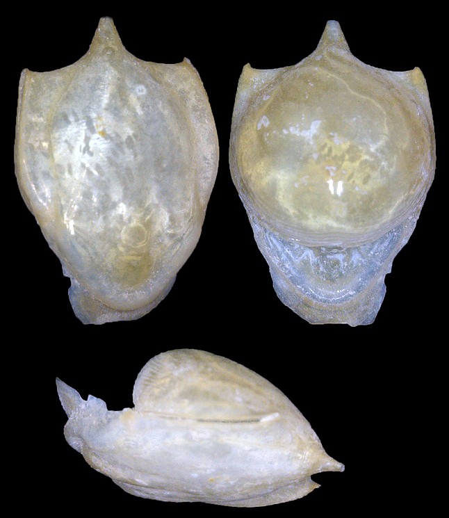 Cavolinia tridentata (Niebuhr, 1775) Three-tooth Cavoline