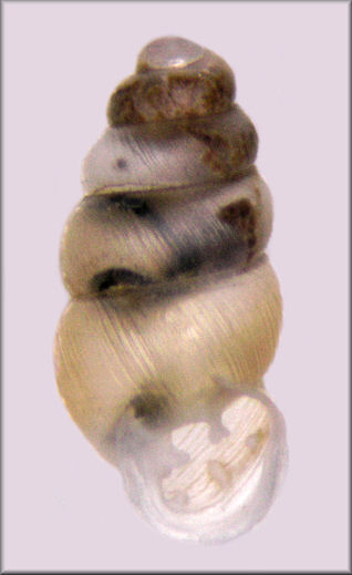 Gastrocopta procera (Gould, 1840) Wing Snaggletooth