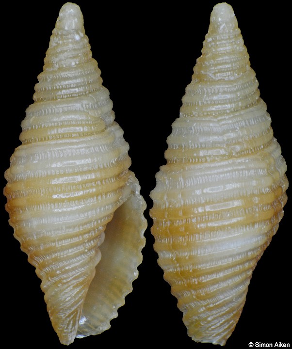 Pseudonebularia sarinoae (Poppe, 2008)