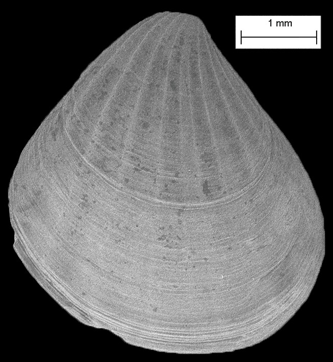 Pteromeris perplana (Conrad, 1841) Flattened Carditid