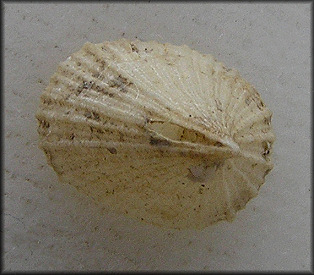 Puncturella noachina (Linn, 1771) Diluvian Puncturella 