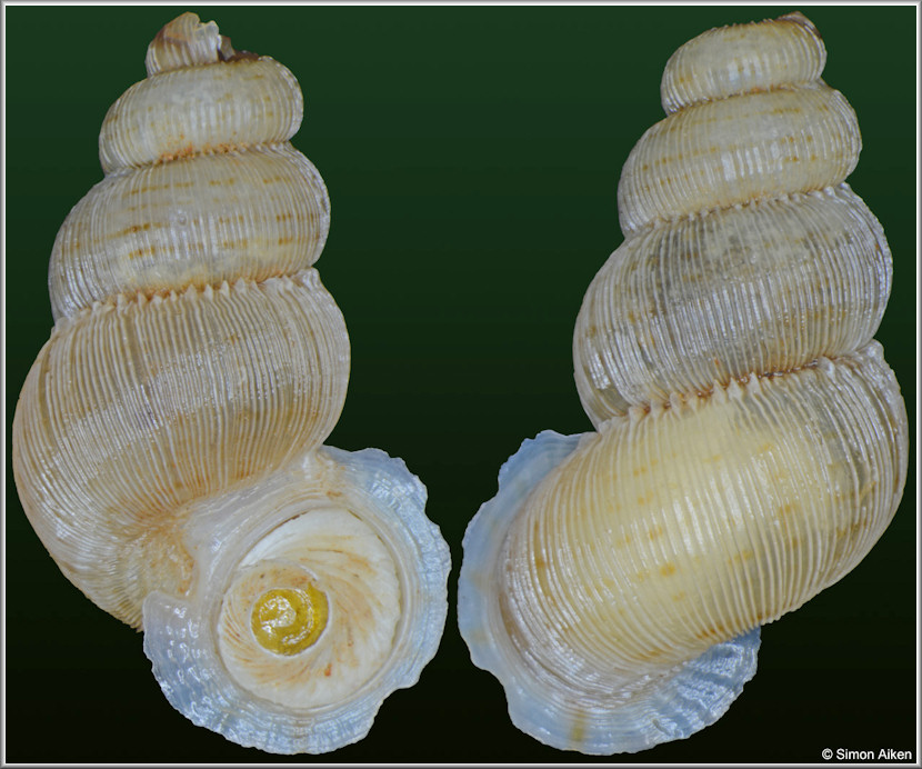 Opisthosiphon pupoides (Morelet, 1849)