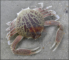 Persephona mediterranea Mottled Purse Crab