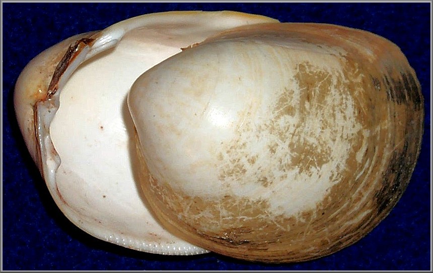 Laevicardium pristis ("Valenciennes" [Bory de St. Vincent], 1827) Hairy Eggcockle