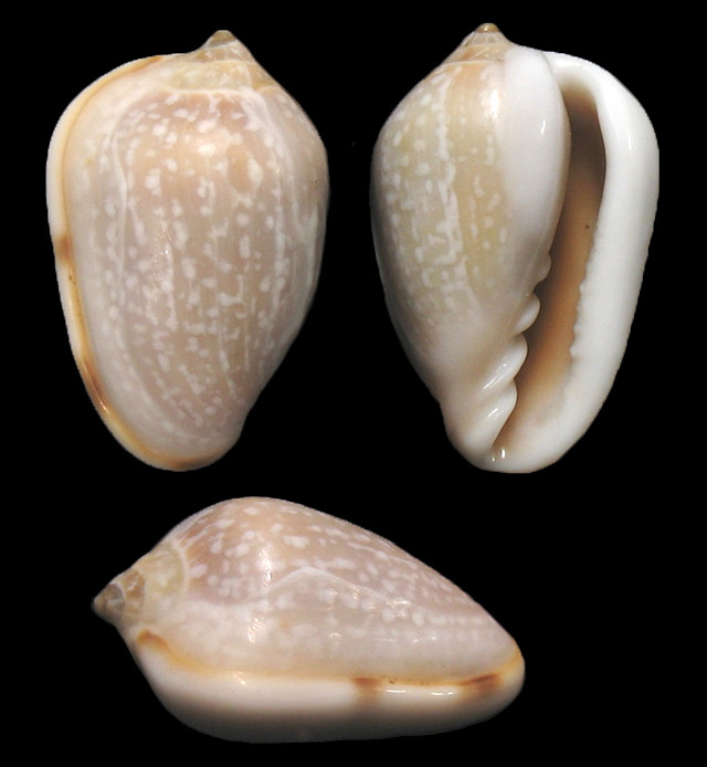 Prunum roscidum (Redfield, 1860) Seaboard Marginella